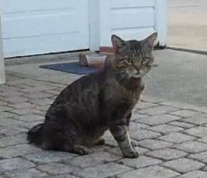 Tabby Cat