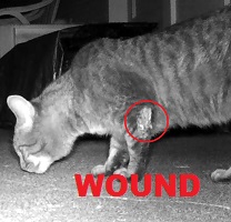 cat with gash on arm