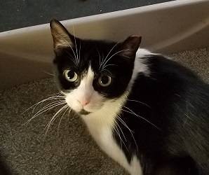 Cat with Ear Tip