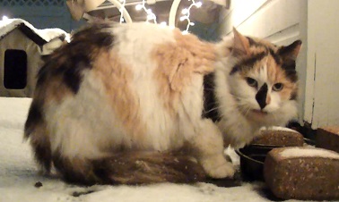 Calico in color