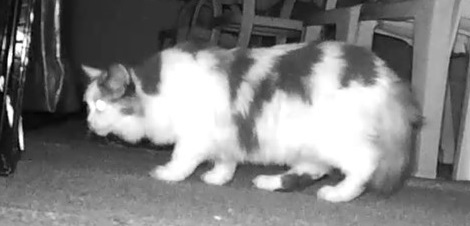 Calico Cat night vision