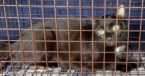 black cat white tuft on chest