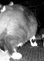 heart marking on front leg
