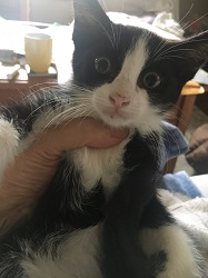 wide eyed kitten