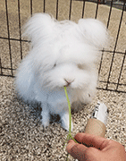 White Angora Rabbit