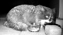 Snow on Cat