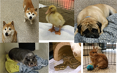 Various Animals from MI Humane Society
