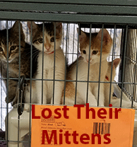 three kittens